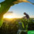 Biological-Innovation-for-Plantation-Agriculture