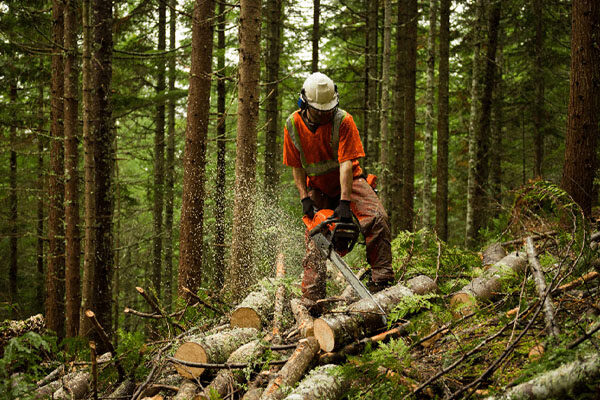 sector - Forestry